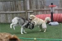 daycare pic 98 - play time